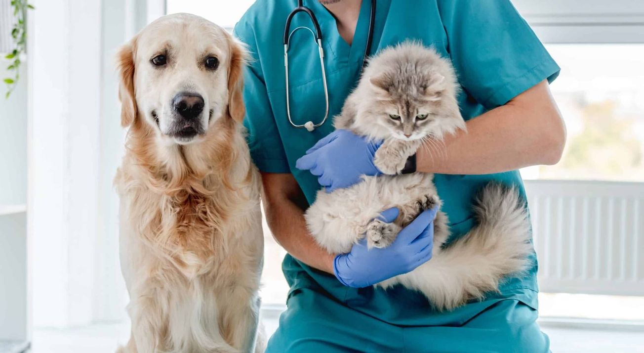 Trece municipios de Morelos NO se sumaron a campaña de esterilización
