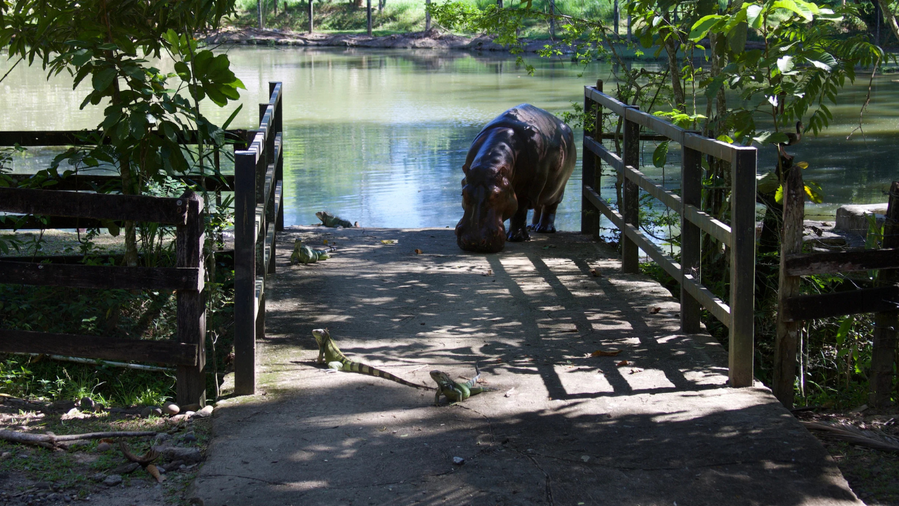 Hipopótamos de Pablo Escobar trasladados a la India