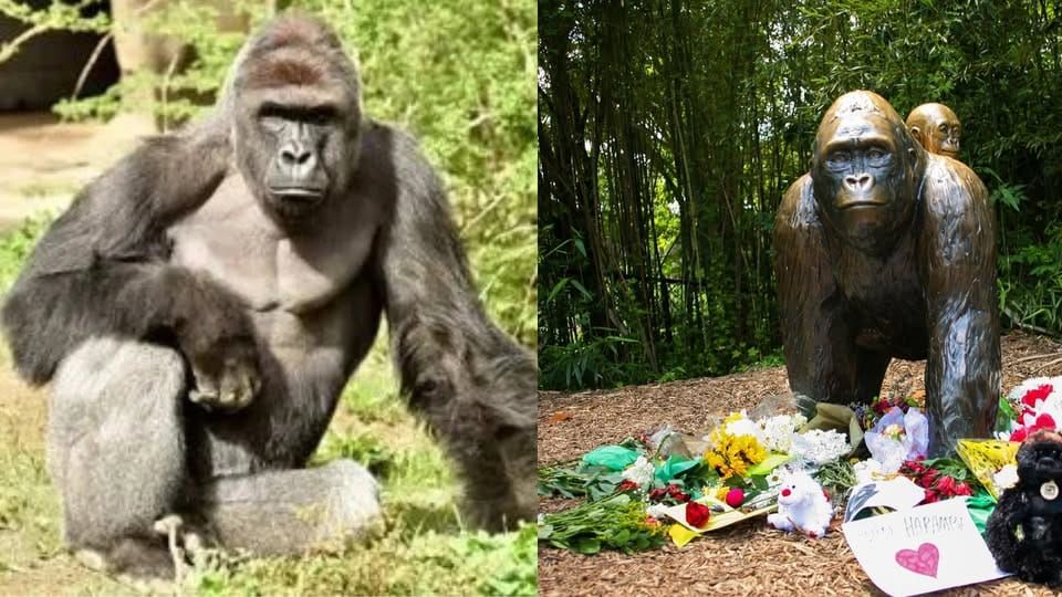 Hace 10 años, el gorila Harambe fue ultimado en Estados Unidos