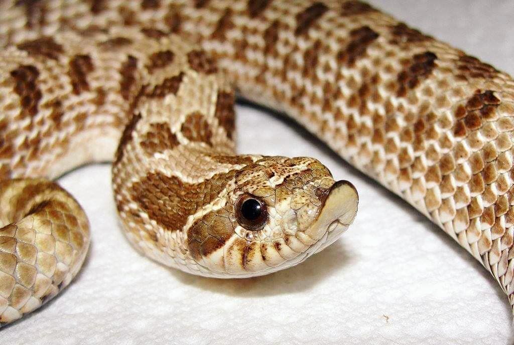 Encuentran una serpiente viva enviada por paquetería
