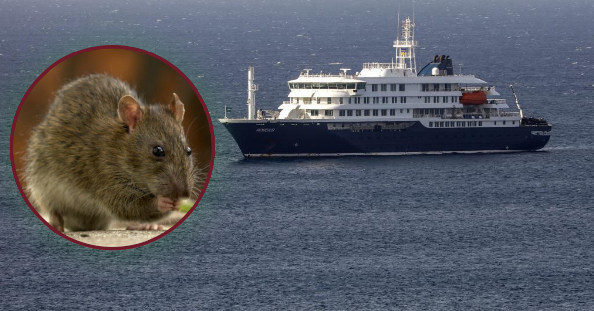 ¿Qué es el Hantavirus? Síntomas y alerta por posible contagio humano en crucero