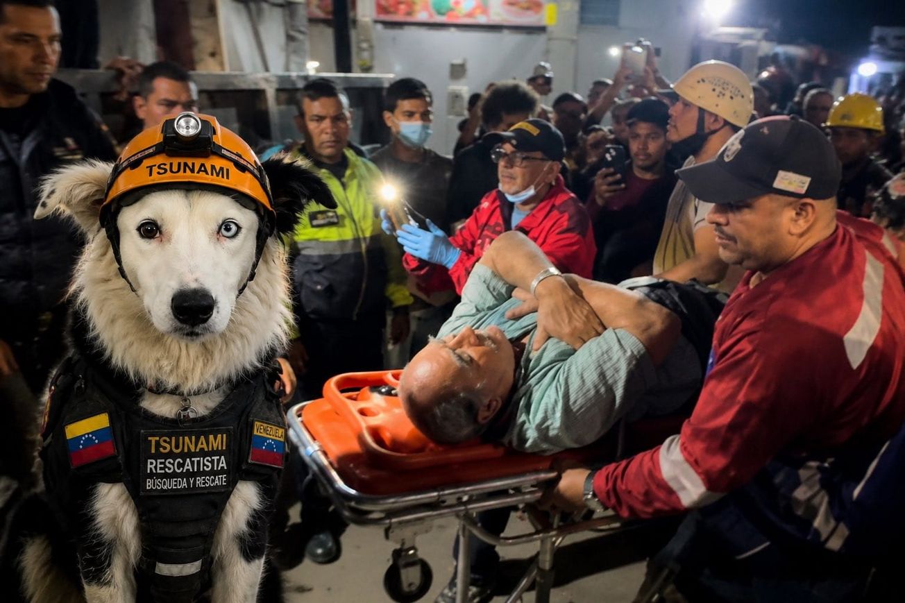 De víctima de maltrato a héroe nacional: Tsunami, el perro rescatista