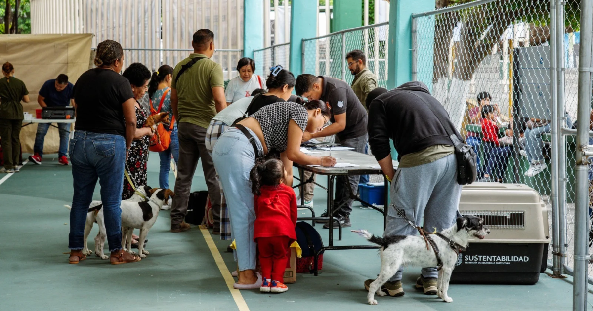 Morelos realiza 247 esterilizaciones gratuitas para perros y gatos