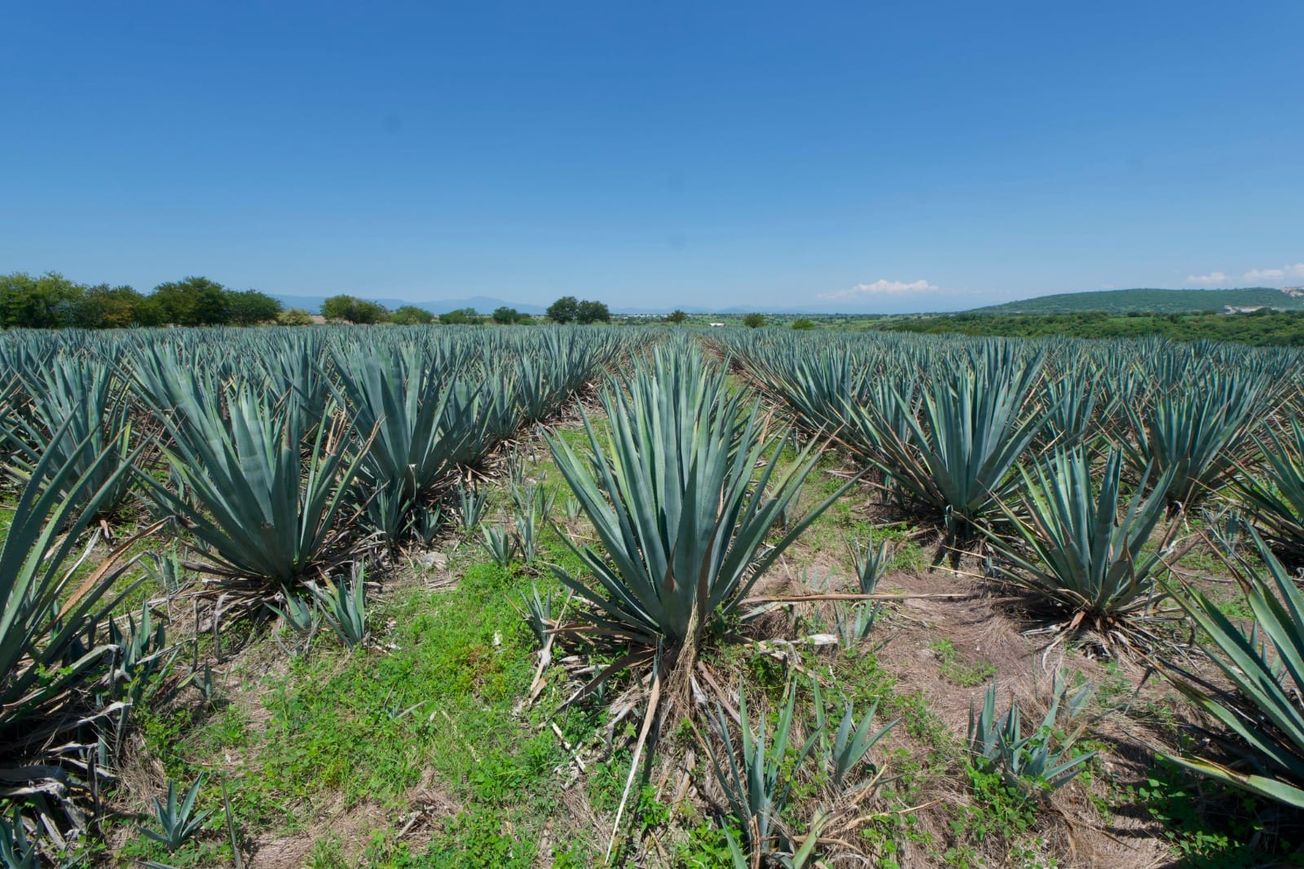 Proyecta Gobierno de Morelos que Ruta del Agave y Mezcal fortalezca turismo y economía local