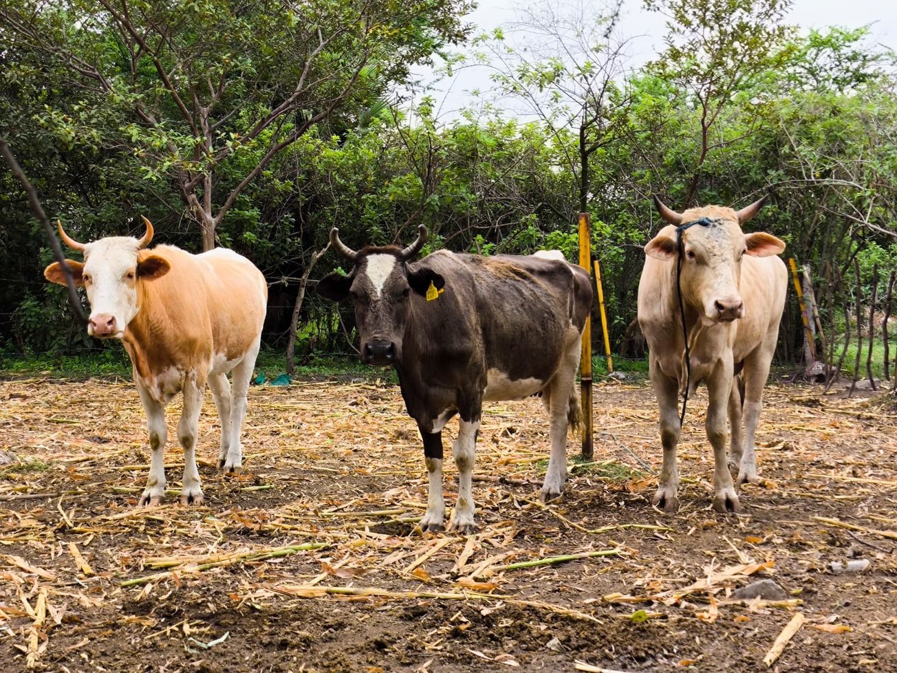 Realizan vacunación gratuita contra rabia paralítica bovina en Cuautla