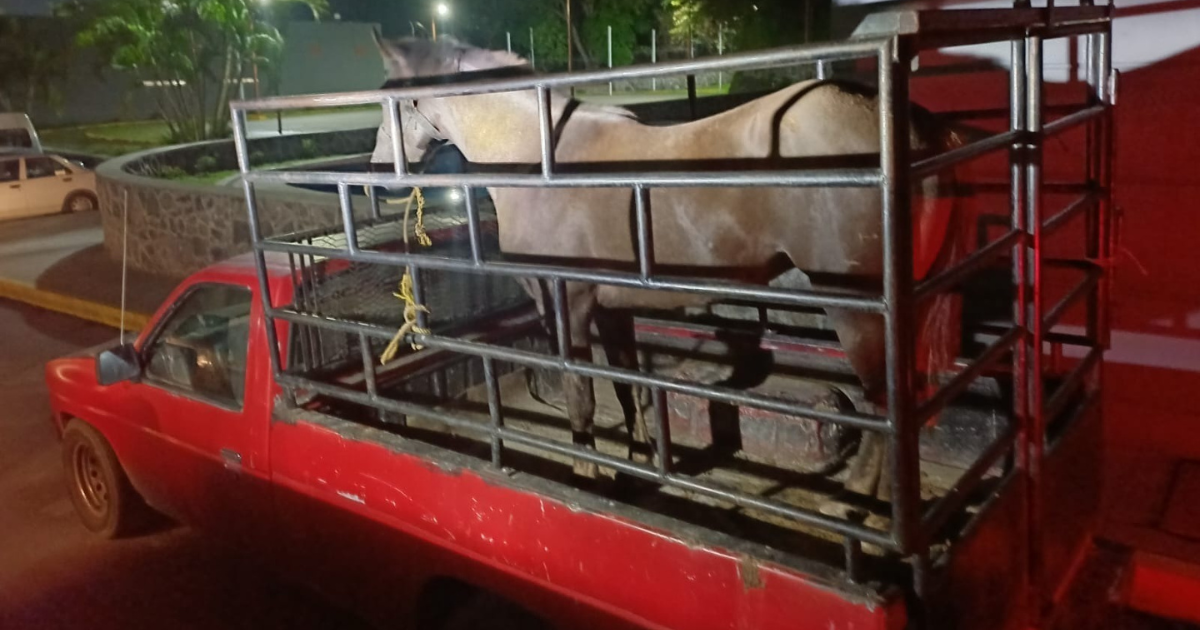 Detienen a tres tras robo de camioneta y caballo