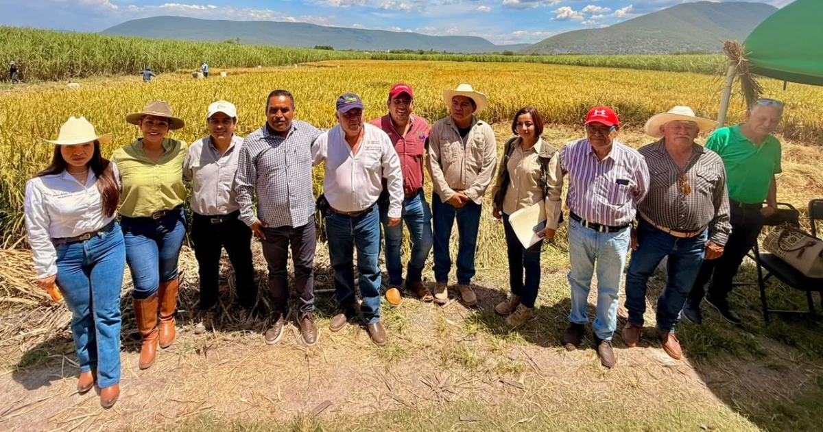 Sedagro refuerza estrategia para impulsar el arroz morelense