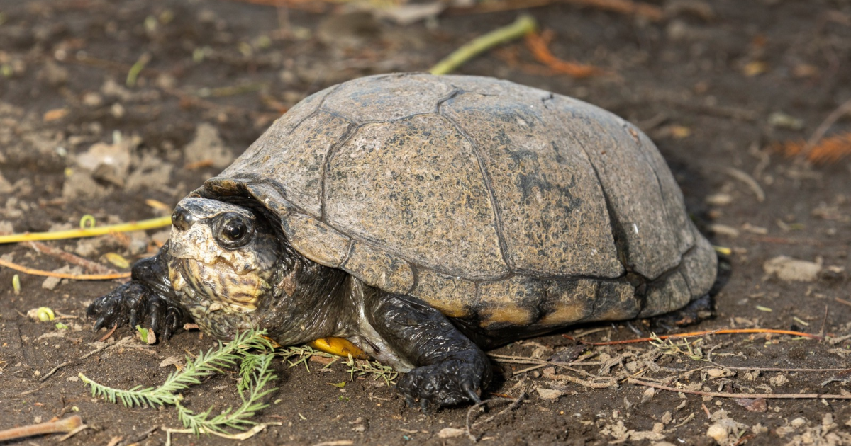 Morelos fortalece protección de la tortuga casquito en Cuautla
