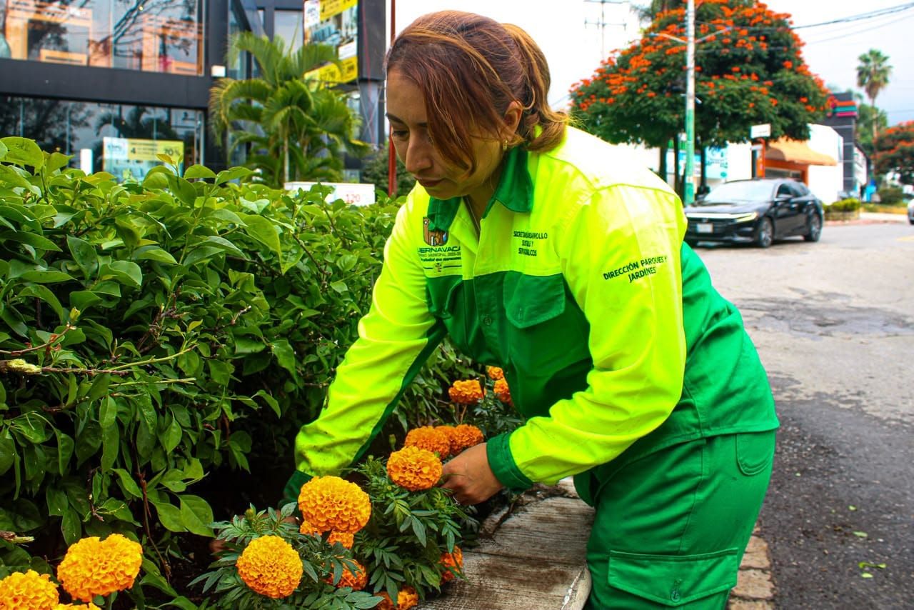 Cuernavaca planta flor de cempasúchil del vivero municipal