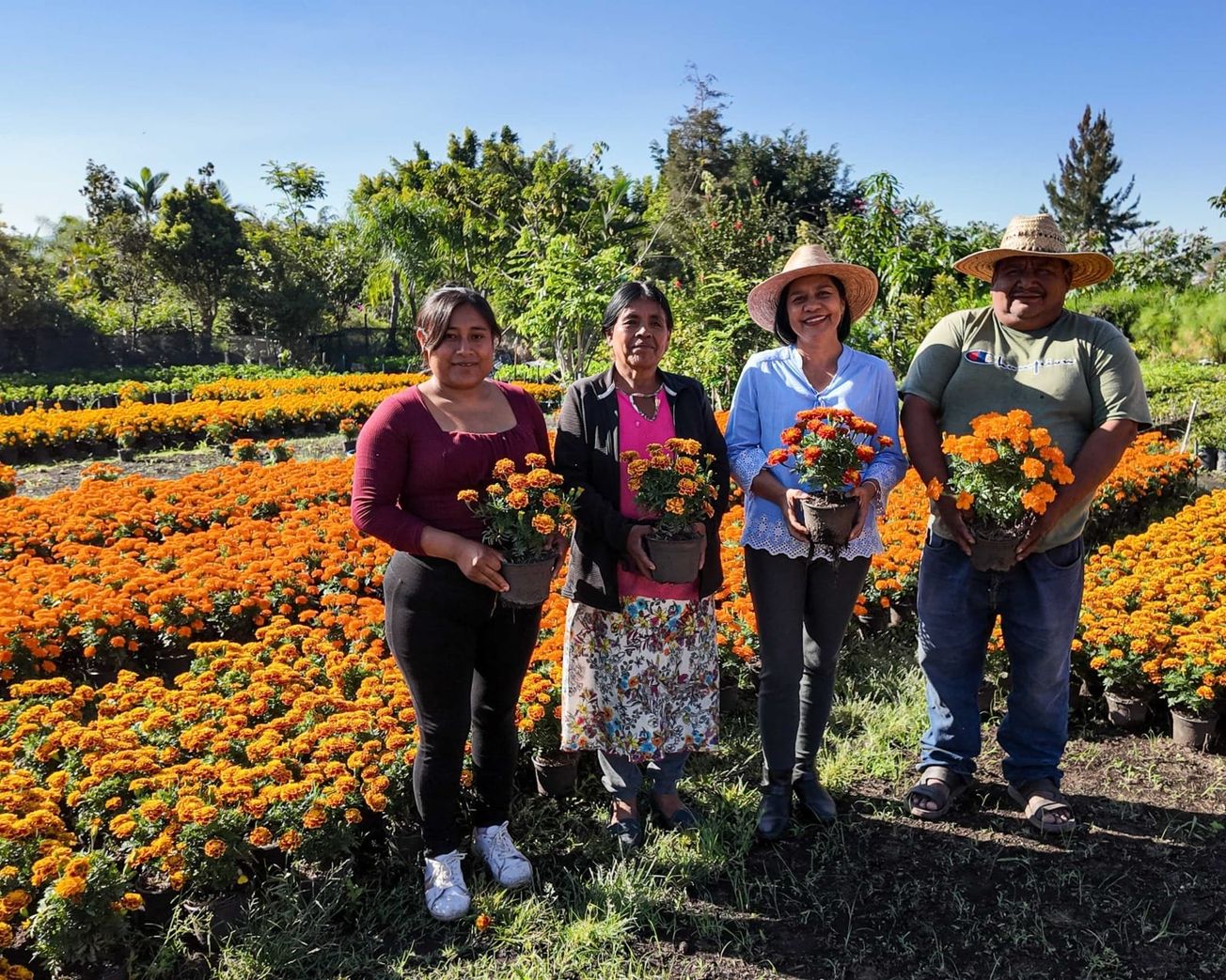 Morelos, quinto productor nacional de cempasúchil