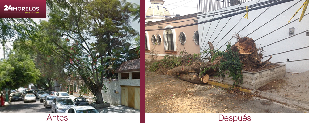 12 ÁRBOLES CAÍDOS, EL SALDO DE LA TORMENTA