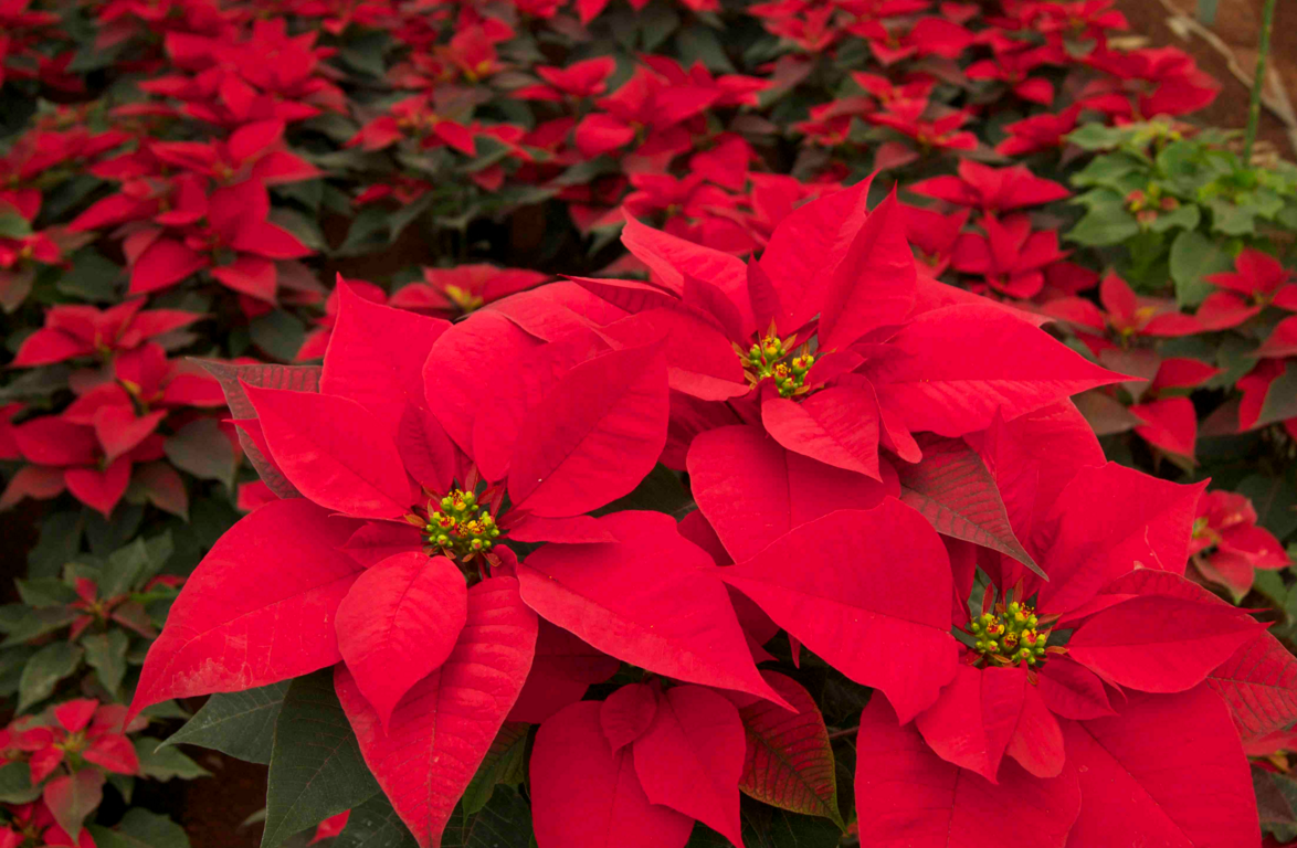 LA FLOR DE NOCHEBUENA EN MORELOS