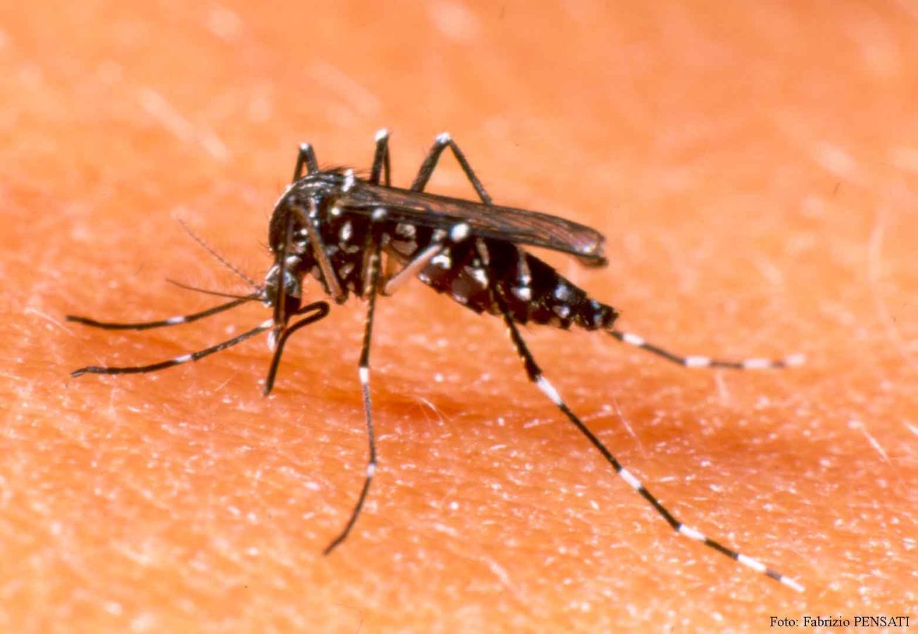 APRUEBA MÉXICO VACUNA CONTRA EL DENGUE