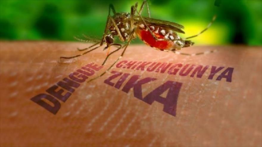 Todo acerca del virus Zika
