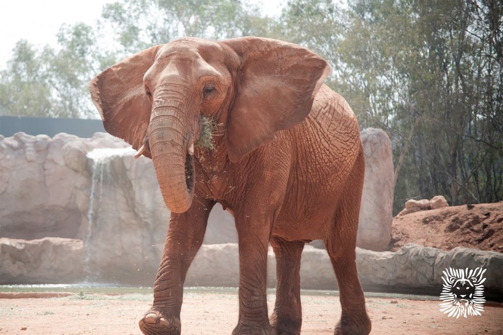 Elefante mata accidentalmente a niña en Marruecos