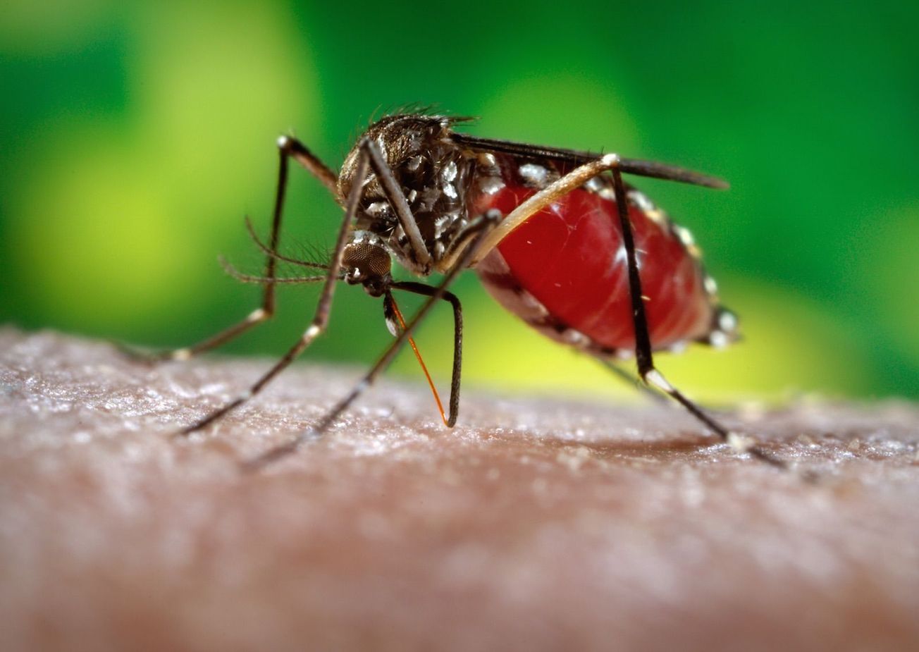Suman tres mil 268 casos de zika en México