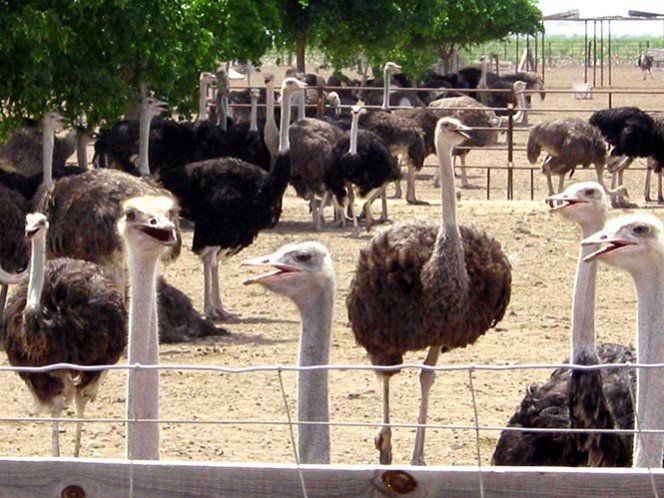 Hombre libera animales de un zoológico de Tijuana