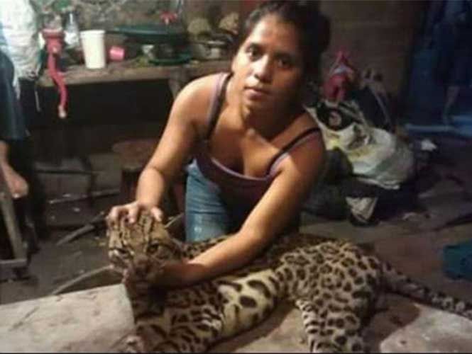 Exhiben ocelote muerto en facebook