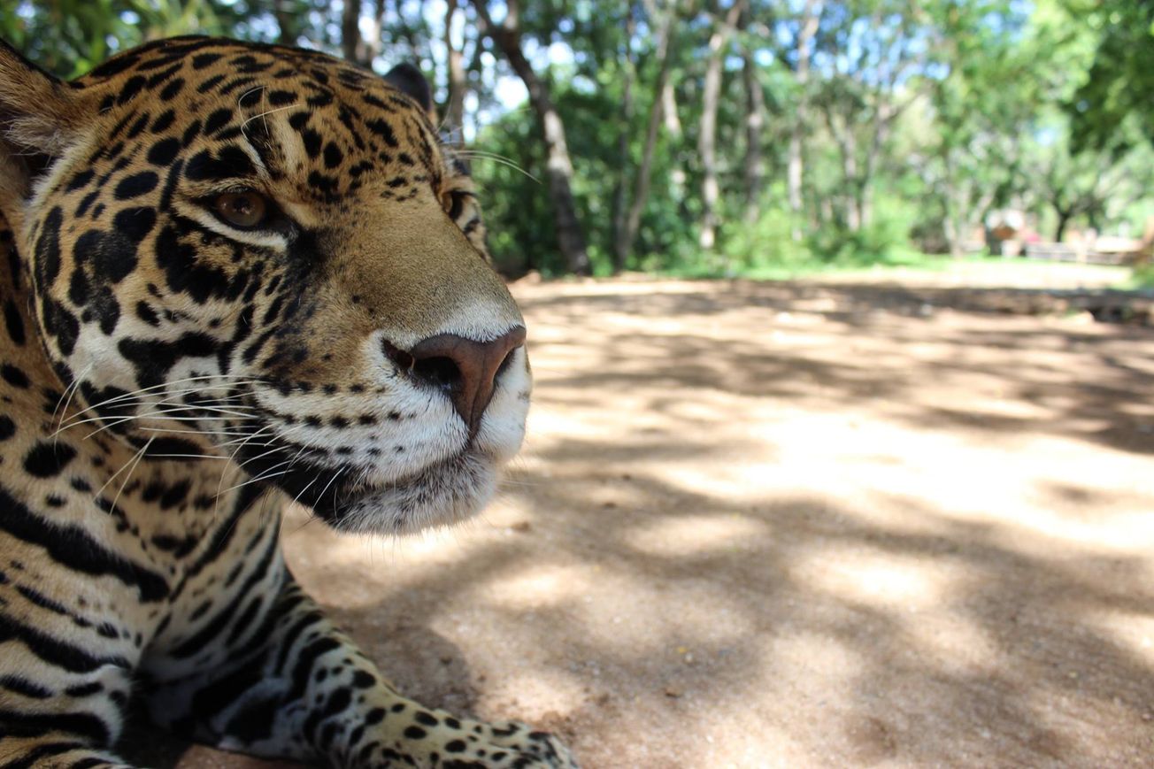 Ataca jaguar a dos personas en Zoofari