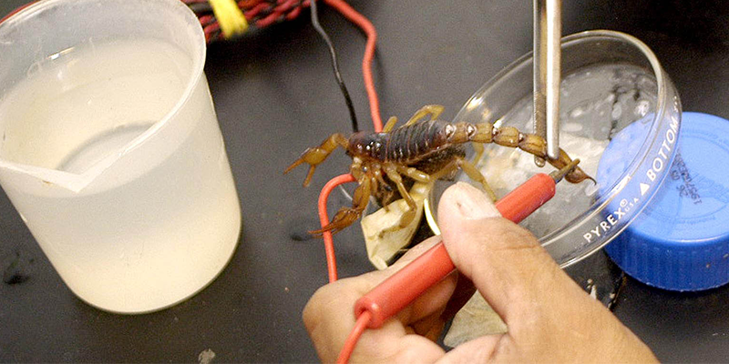 ¡Aguas con los alacranes!
