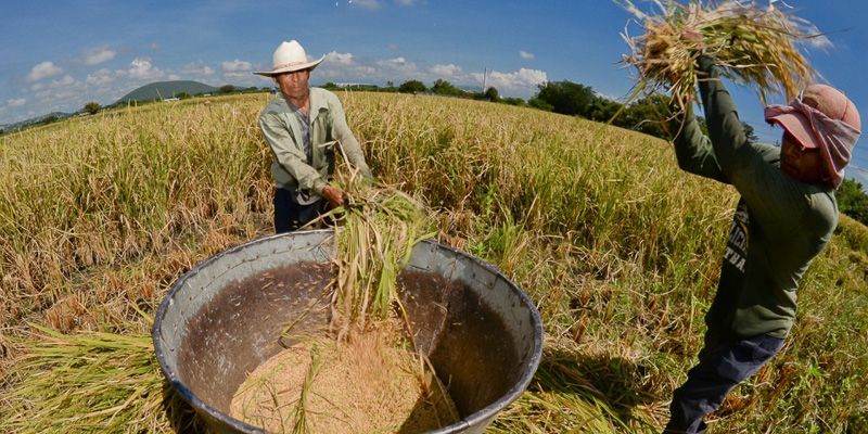 Pide titular de SICyT se patente la producción de arroz en Morelos