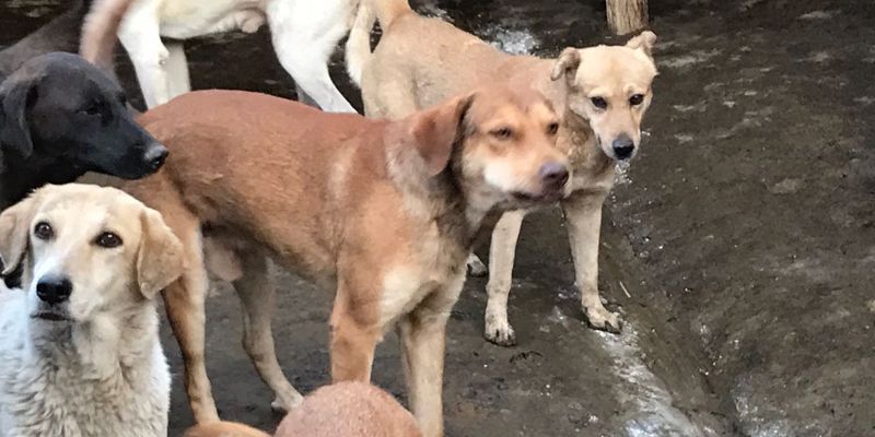 Organizaciones protectoras podrán verificar las condiciones de los canes de Tepoztlán