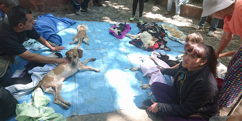 Feria de adopciones y campañas de esterilizaciones a bajo costo en Yautepec y Cuernavaca