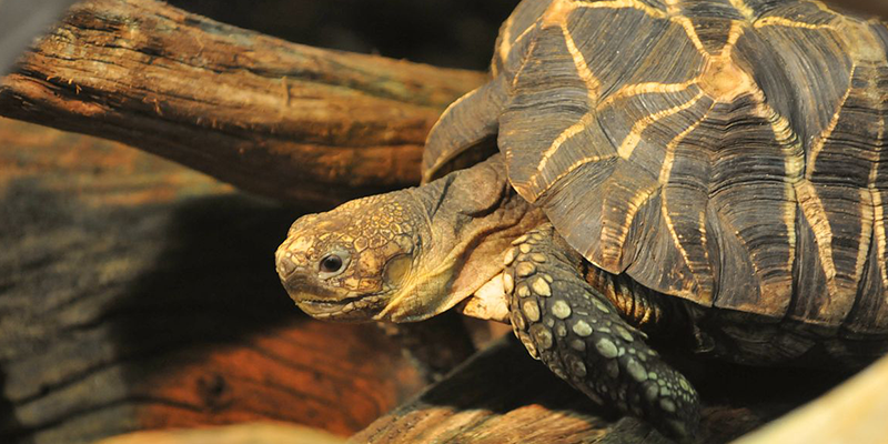 Decomisan 330 tortugas