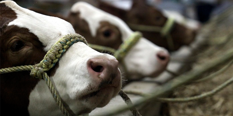 Consumo de carne: principal causa del deterioro ambiental