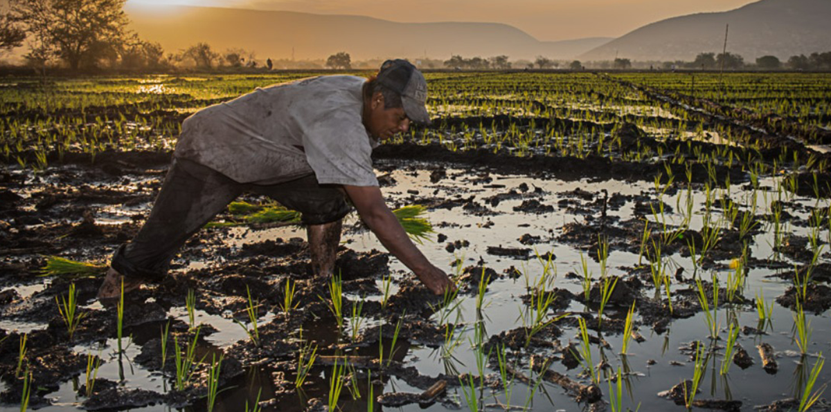 Buscan apoyo productores de cultivos en Cuautla
