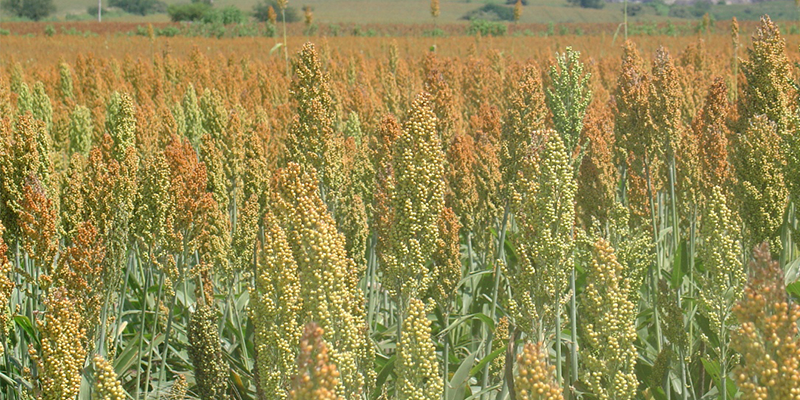 Entregarán fertilizantes y semillas a productores morelenses