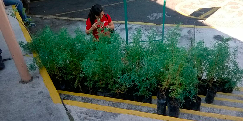 Realiza UAEM jornada de plantación de árboles