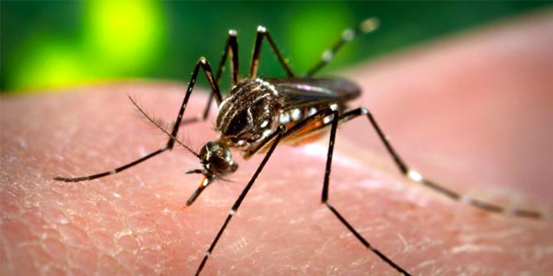 ¡Aguas con los mosquitos!
