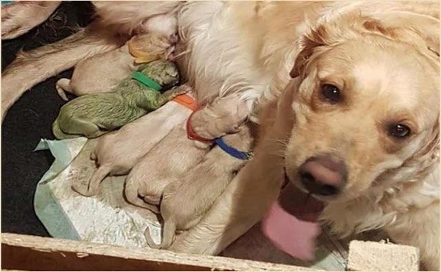 Nace cachorro de color verde