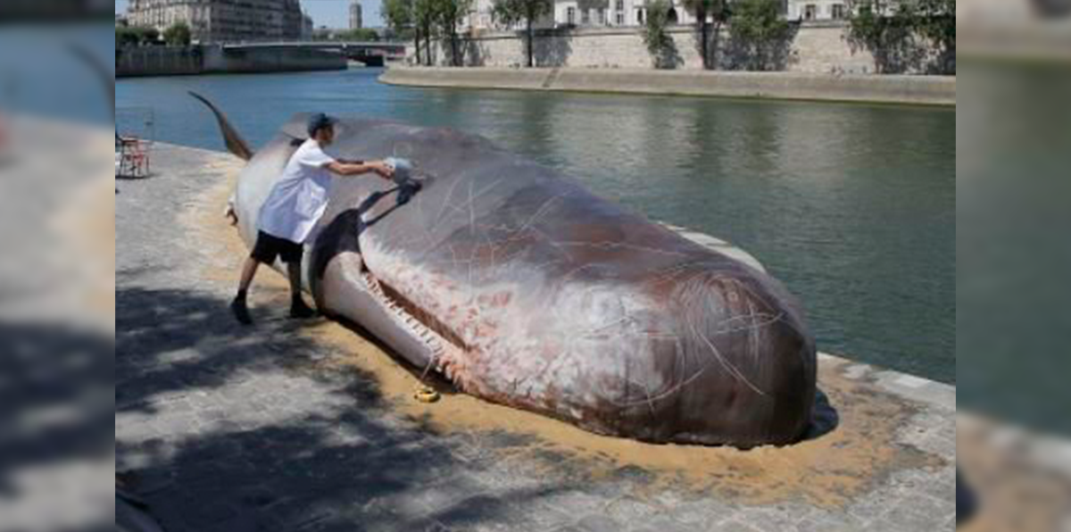 Sorprende ballena gigante en el río Sena