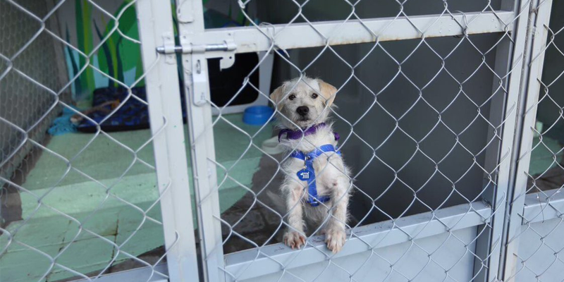Estrenan en el metro de la CDMX refugio para perros abandonados