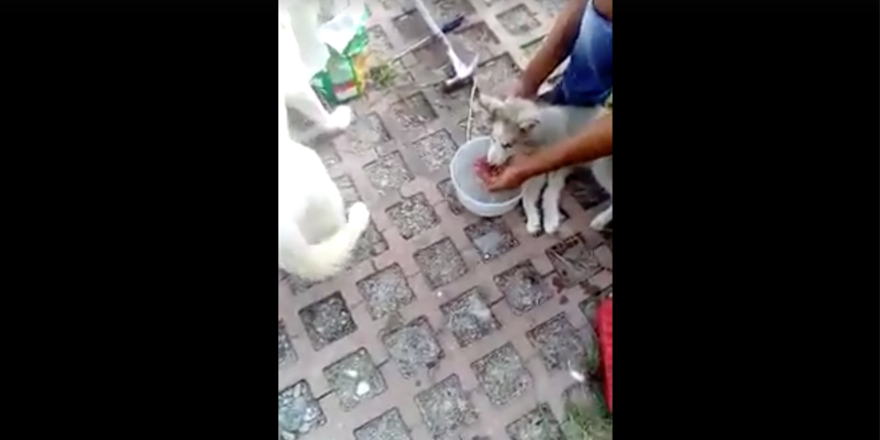 (VIDEO) Se va de vacaciones y deja sin alimentos a sus perros