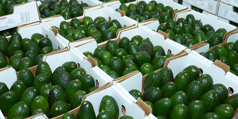 Detienen a ladrones de aguacates en Buenavista del Monte