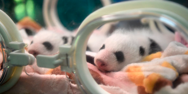 Panda da a luz gemelos a sus ’80 años’