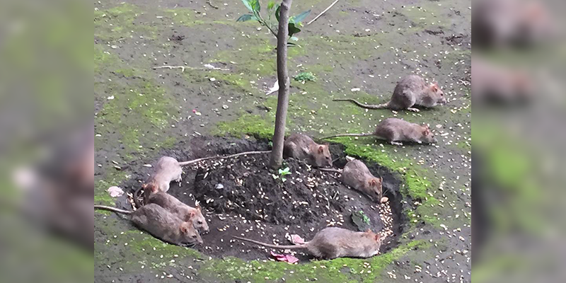 Exhiben a roedores en pleno centro de Coyoacán