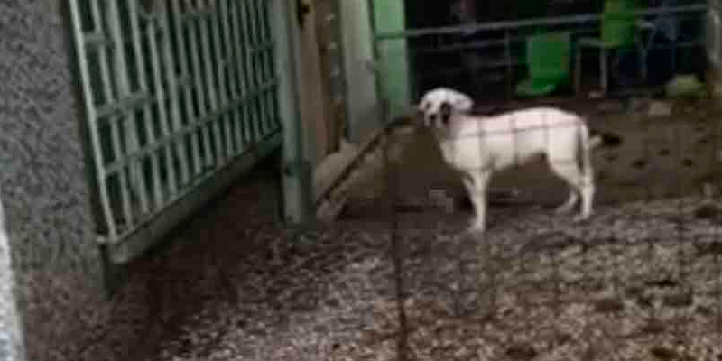 Denuncian por maltrato animal