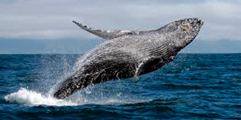 Ballena jorobada