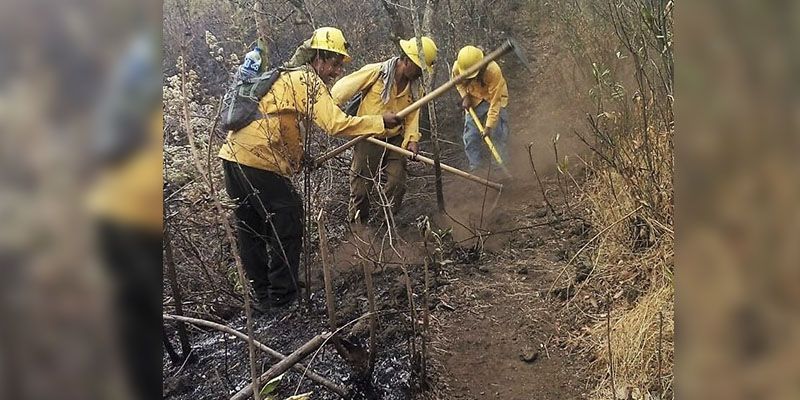 Más de 300 hectáreas afectadas por incendios forestales