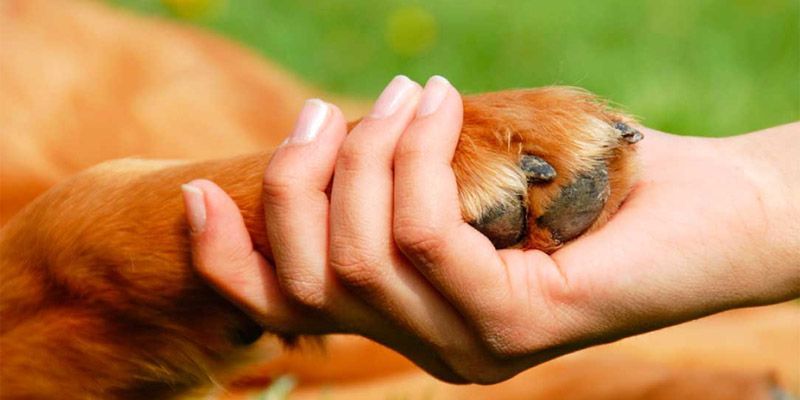 Cuida a tus mascotas