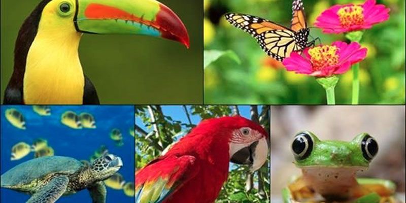 8ª Semana de la diversidad biológica