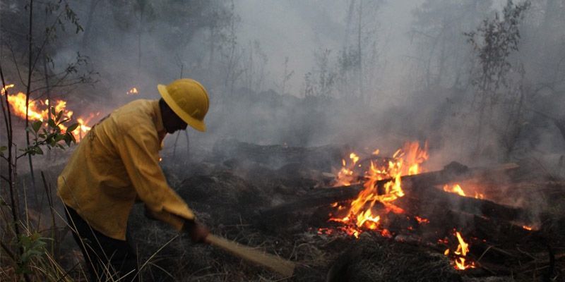 Mil 442 hectáreas afectadas por incendios forestales