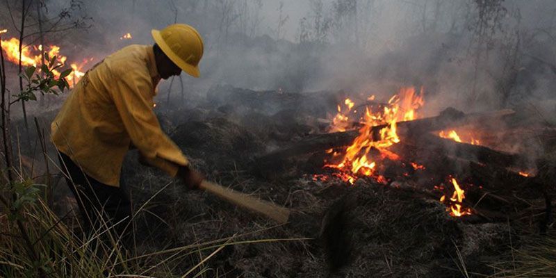 Mil 442 hectáreas afectadas por incendios forestales