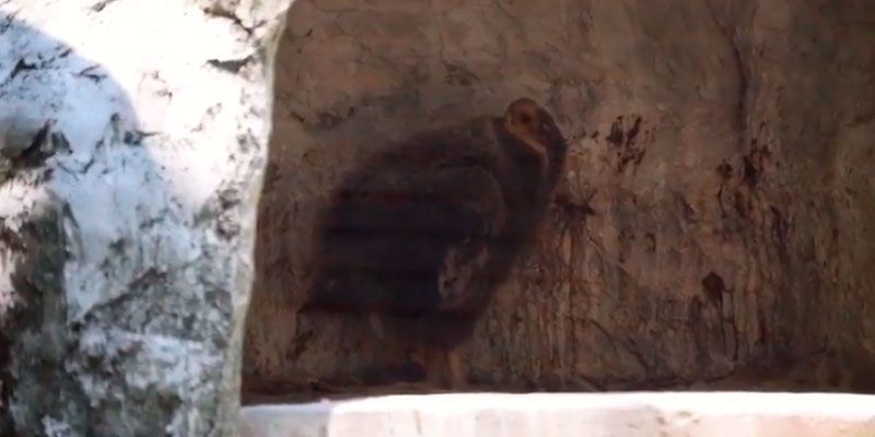 Nace cóndor en peligro de extinción