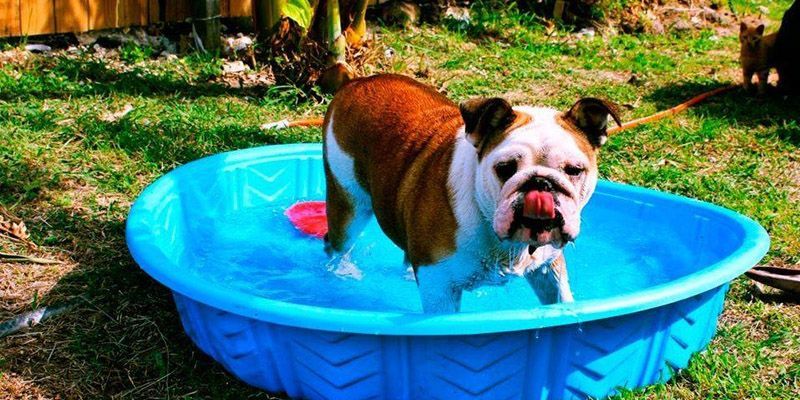 ¿Qué hacer si tu mascota sufre un golpe de calor?
