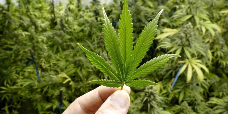 Ponen en mesa uso medicinal de la marihuana